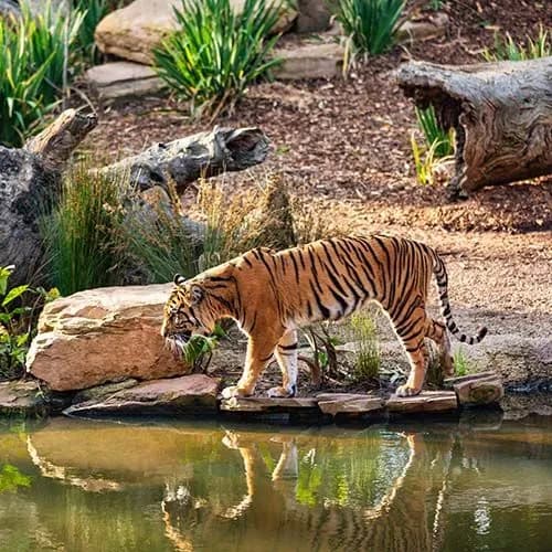 Wildlife Photo Tour Golden Triangle | Experience My India 1