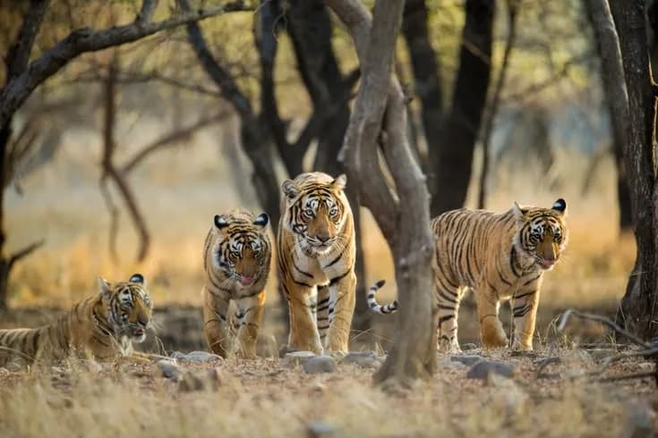 Wildlife Photo Tour Golden Triangle | Experience My India 2