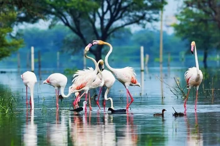 Wildlife Photo Tour Golden Triangle | Experience My India 3
