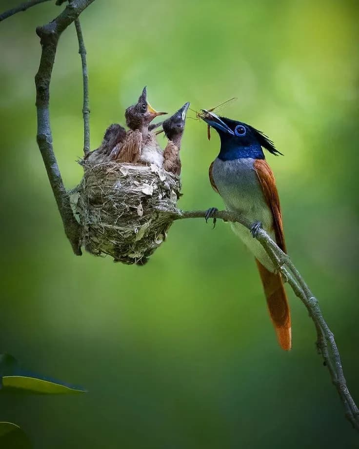 Golden Triangle with Bharatpur Birding 1