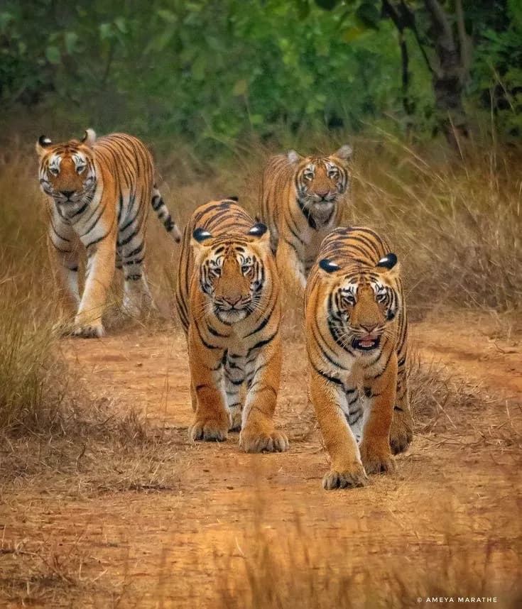 Golden Triangle with Ranthambore Tiger Safari 1