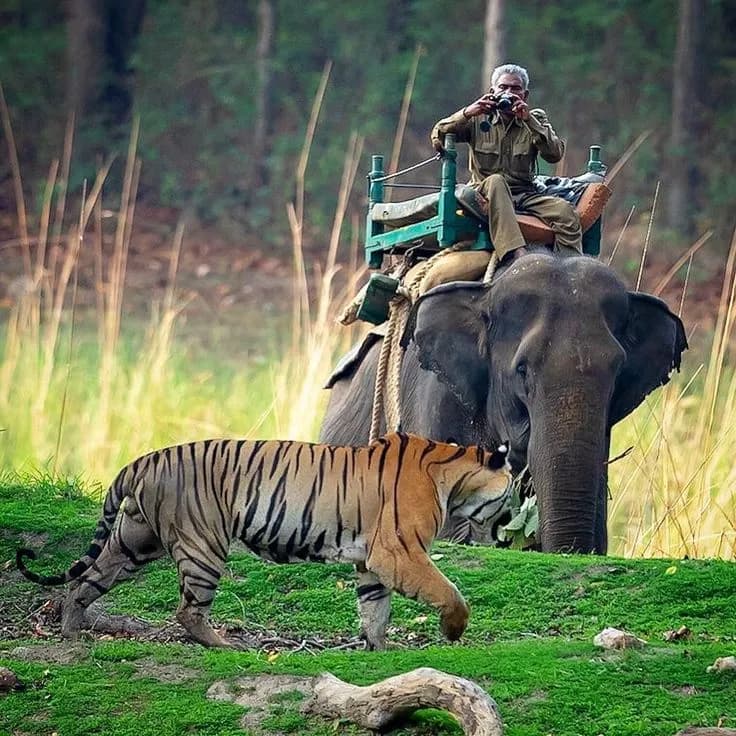 Wildlife-Focused Golden Triangle | Experience My India 1