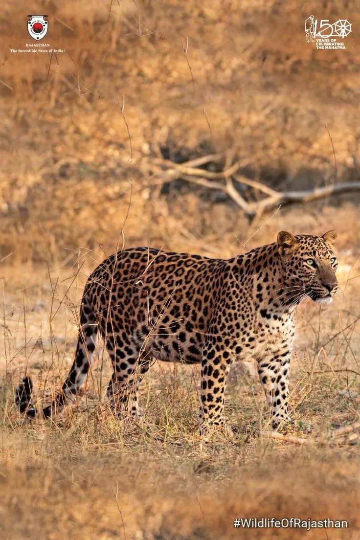 Wildlife-Focused Golden Triangle | Experience My India 2