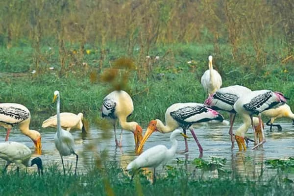 Wildlife-Focused Golden Triangle | Experience My India image 4